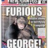 CT Chimpanzee Killed After Attacking Owner's Friend